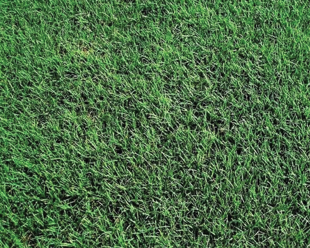 resilient bermuda sod